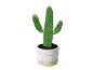 Cactus vert dans un pot blanc avec une base vert clair.