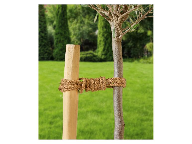 Jeune olivier attaché à un tuteur en bois avec une corde, sur fond de pelouse verte.