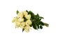 Bouquet de roses blanches avec des tiges et des feuilles vertes, attaché avec un élastique.