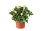 Rosier en pot avec des fleurs jaunes sur fond noir.