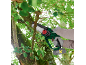 Personne taillant une branche d'arbre avec une tronçonneuse sans fil Parkside.