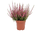 Plante de bruyère à fleurs roses dans un pot marron