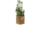 Plante de laurier dans un pot en fibres naturelles.