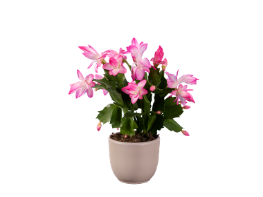 Cactus de Noël