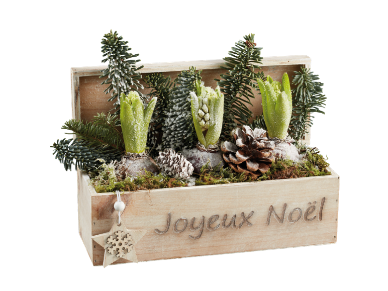 Décoration de Noël en bois avec des jacinthes, des pommes de pin et des branches de sapin, 'Joyeux Noël'.