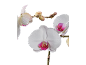 Orchidées blanches à centres roses et bourgeons sur fond noir