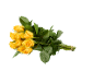 Bouquet de roses jaunes avec des feuilles vertes sur fond noir.