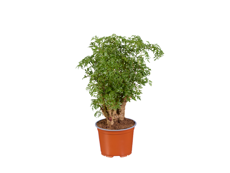 Plante verte en pot marron sur fond noir