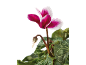 Cyclamen rose et blanc avec des feuilles vertes sur fond noir