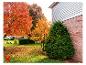 Jardin d'automne avec des arbres oranges et jaunes, une pelouse verte et une maison en briques.