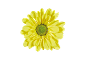 Marguerite jaune au centre vert sur fond noir.