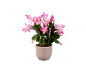 Plante de cactus de Noël fleurie avec des fleurs roses dans un pot beige.