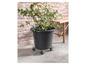 Une plante dans un pot noir sur roulettes.
