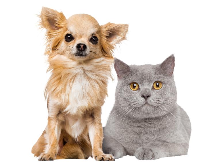Un chien chihuahua et un chat gris aux yeux jaunes regardant l'appareil photo.