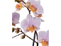 Orchidées rose clair avec des centres orange et des bourgeons sur fond noir.