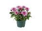 Chrysanthèmes roses dans un pot vert sur fond noir.