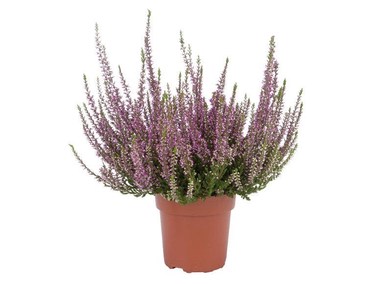 Plante de bruyère à fleurs violettes dans un pot marron.
