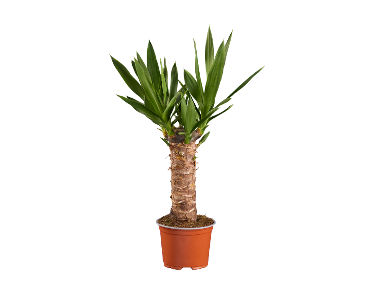 Plante de yucca en pot avec des feuilles vertes et un tronc brun épais.