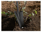 Une pelle noire plantée dans la terre près d'un jeune plant.