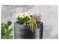 Chrysanthèmes blancs et bruyères dans un pot gris foncé élégant.
