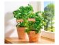 Basilic et persil frais en pots terracotta.