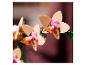 Gros plan de fleurs d'orchidées artificielles dans des tons de beige, rose et orange.
