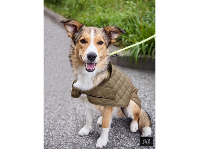 Un chien porte le manteau pour chien doublé MAX WORLD à l'extérieur. [image générée par l'IA]