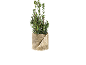 Plante de laurier dans un pot en toile de jute