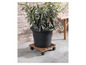 Une plante dans un pot noir sur un chariot à plantes en bois avec des roues.