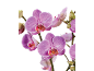 Orchidées violettes éclatantes avec des bourgeons sur fond noir.