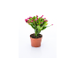 Plante de cactus de Noël en pot avec des bourgeons floraux roses sur fond blanc.