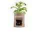 Un plant de pommes de terre dans un sac de culture.