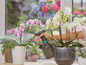 Une personne arrose des orchidées avec un vaporisateur Gardena.