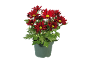 Chrysanthèmes rouges en pot vert