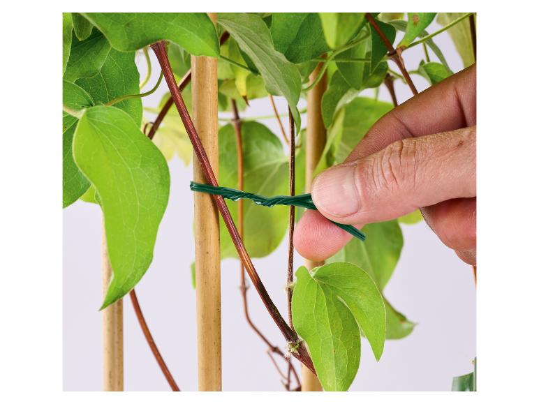 Main fixant un fil vert à une plante grimpante sur un tuteur en bambou.