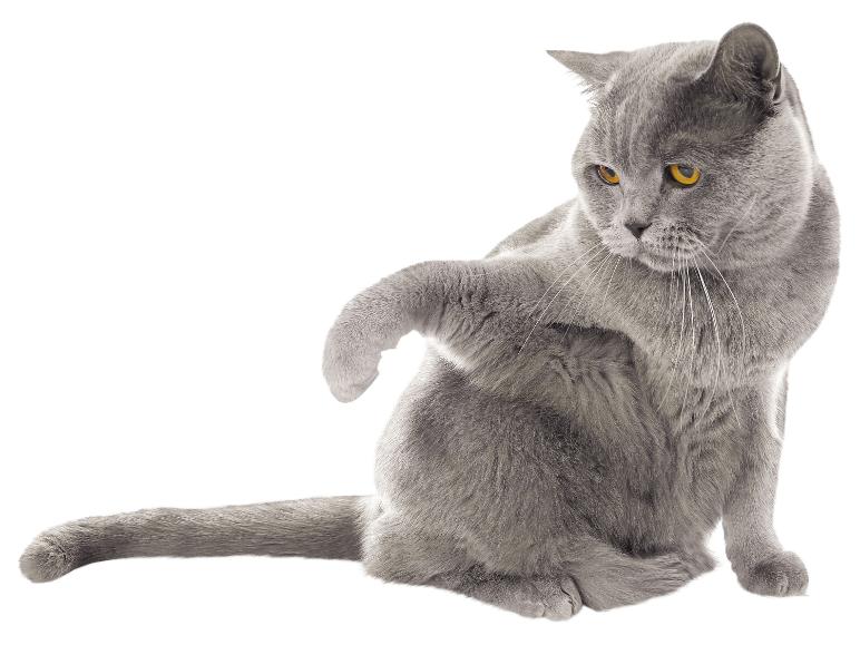 Chat gris aux yeux orange se grattant le flanc.