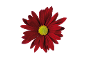 Une fleur de marguerite rouge avec un centre jaune vif.