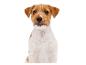 Un Jack Russel Terrier regardant vers le bas.