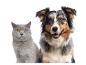 Portrait d'un Berger Australien et d'un chat British Shorthair gris.
