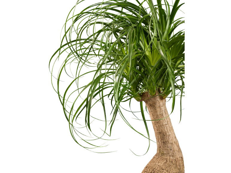 Plante d'intérieur verte aux longues feuilles incurvées et au tronc épais et marron sur fond noir.