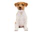 Un chiot Jack Russell Terrier assis sur fond blanc.