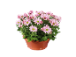 Marguerites roses dans un pot en plastique marron sur fond noir.
