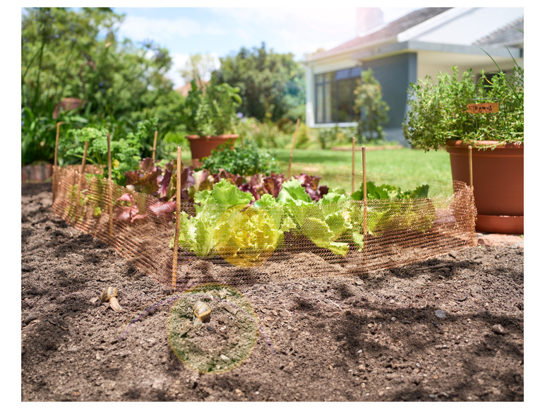 Des salades dans un jardin avec un filet de protection contre les escargots.