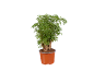 Plante verte en pot marron sur fond noir