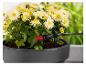 Chrysanthèmes blancs en pot arrosés par un système d'irrigation goutte-à-goutte.