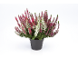 Plante de bruyère en pot noir avec des fleurs blanches et roses