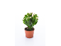 Plante de cactus de Noël en pot de terre cuite avec des bourgeons floraux roses.