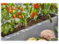 Tomates, poivrons et hortensias cultivés dans une jardinière.