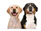 Deux chiens, un golden retriever et un bouvier bernois, souriant à la caméra.