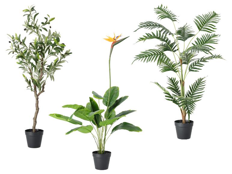 Trois plantes artificielles : un olivier, un oiseau de paradis et un palmier.